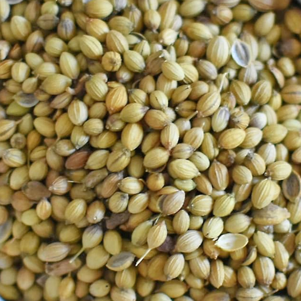 Organic Coriander Seeds